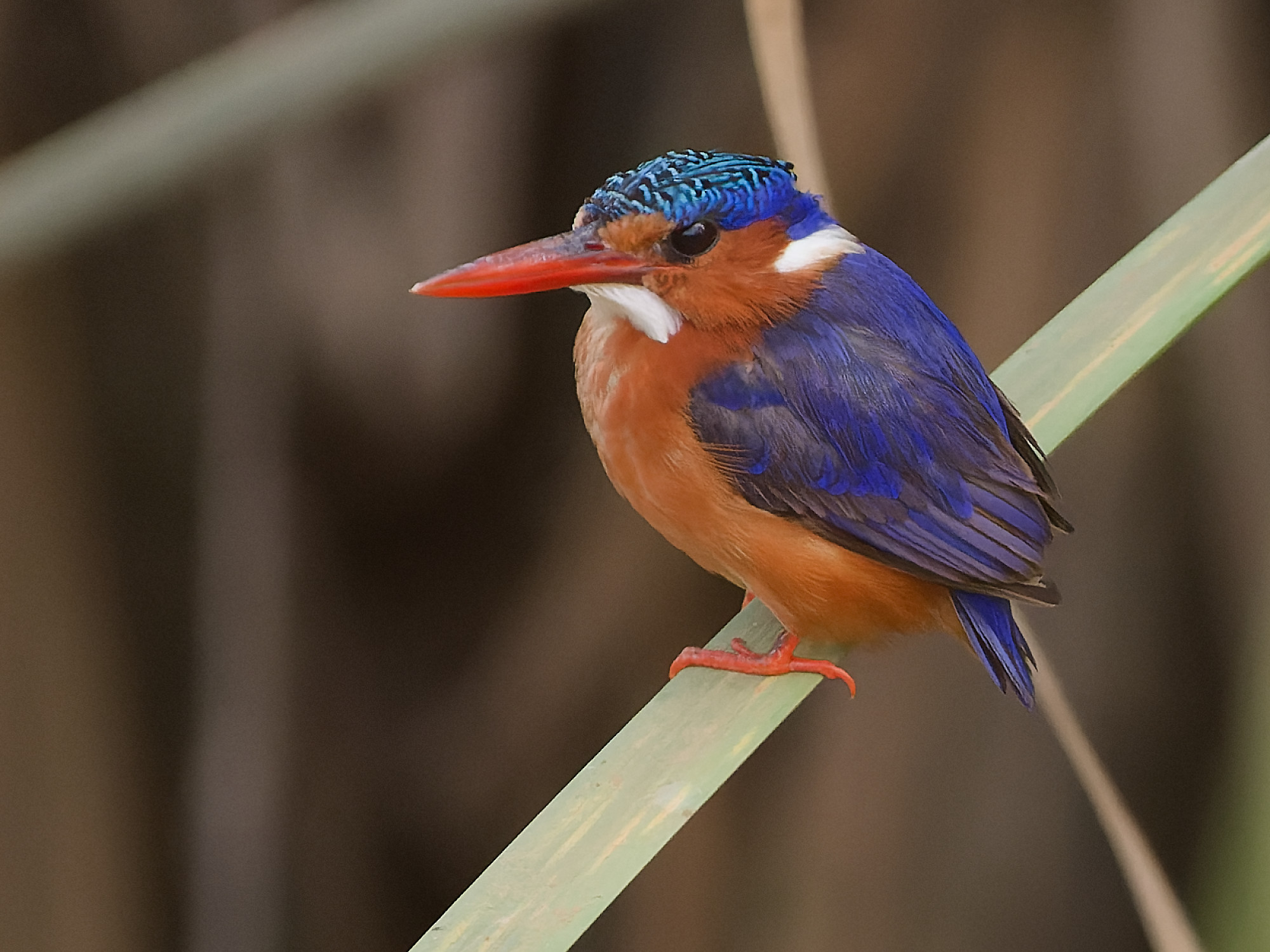 African pygmy kingfisher (Ispidina picta)
